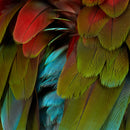 NYOS "Celebration" CD